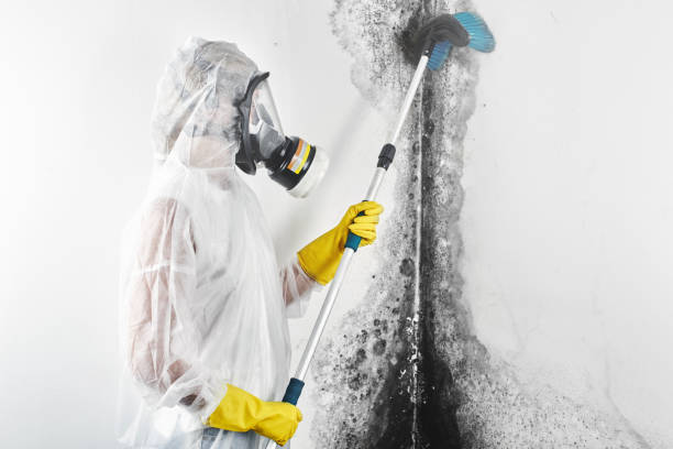 Best Basement Mold Removal  in Kibler, AR