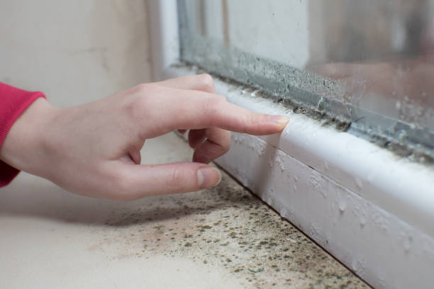 Professional Mold Removal in Kibler, AR