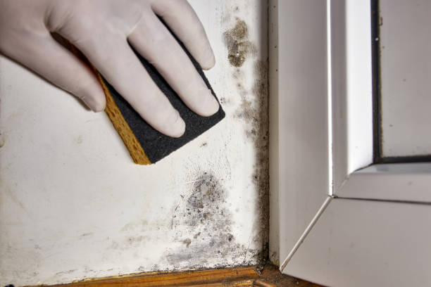Best Mold Remediation for Healthcare Facilities  in Kibler, AR